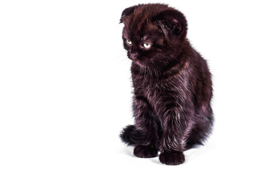 sad and outraged Scottish fold kitten isoliert on white background. pet and domestic animal.