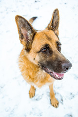 Happy dog possing funny face with smile