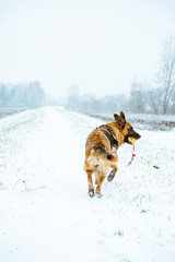 Leisure exercise with dog outdoor at winter