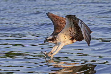 Osprey (Pandion haliaetus)