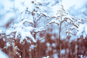 Filtered and toned winter background