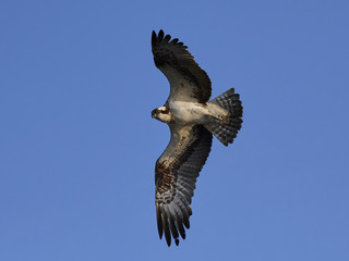 Osprey (Pandion haliaetus)