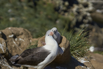 Black-browed Albatross (Thalassarche melanophrys) grooming its chick on the cliffs of West Point Island in the Falkland Islands.