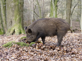 Wild boar, Sus scrofa
