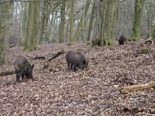 Wild boar, Sus scrofa
