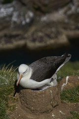 Black-browed Albatross (Thalassarche melanophrys) sitting on its chick in a nest on the cliffs of West Point Island in the Falkland Islands.