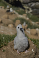 Chick of a Black-browed Albatross (Thalassarche melanophrys) sitting on its nest on the cliffs of West Point Island in the Falkland Islands.