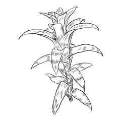 Hand drawn agave and aloe plant, cactus family. Desert exotic plants succulents. Vector.