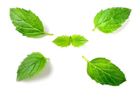 fresh peppermint leaves isolated on white