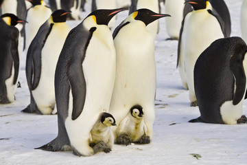 Fototapeta premium Emperor penguins (aptenodytes forsteri)with Chicks in the colony on the ice of the Davis sea, East Antarctica