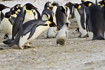 Fototapeta na wymiar Emperor penguins (aptenodytes forsteri)with Chicks in the colony on the ice of the Davis sea, East Antarctica