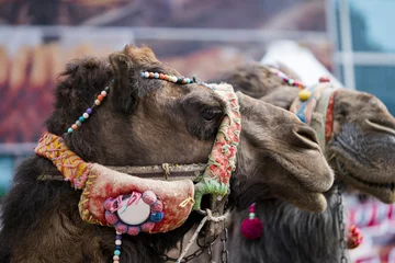 Papier Peint photo autocollant Chameau Tek hörgüçlü deve