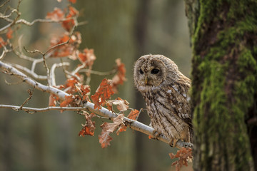 Tawny owl sitting on the branch