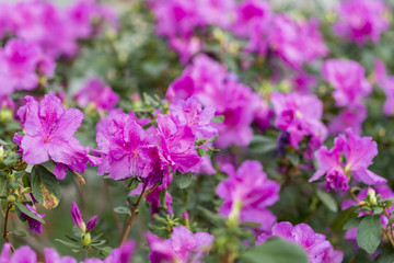 Big pink azalea bush in the garden. Season of flowering azaleas.