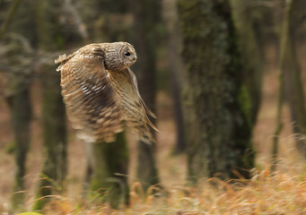 Tawny owl in flight