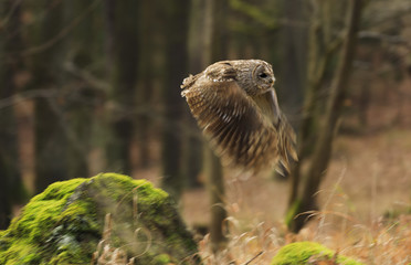 Tawny owl in flight