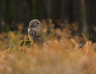 tawny owl sitting in the old grass