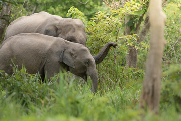 Fototapeta premium Asiatic Elephant is big five animal in asia
