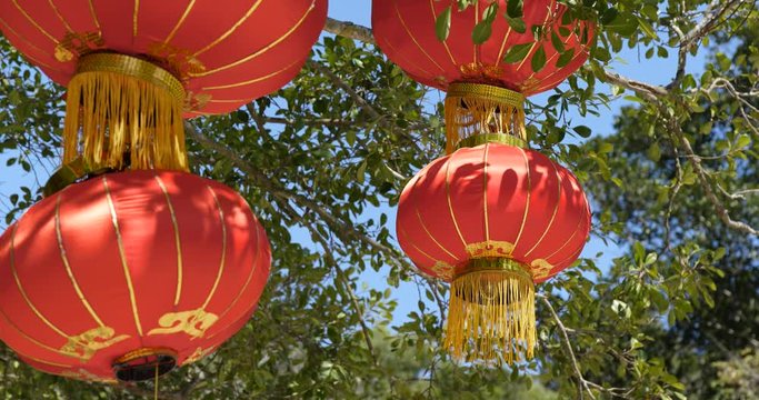 Chinese red lantern hanging on tree