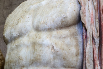 Closeup of man's bare torso - ancient sculpture with toga draping still showing red from original colors - background