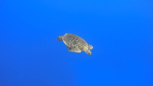 Green sea turtle swimming in the deep blue sea, 4K 2160p video footage