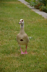 Young duck walking at river Main