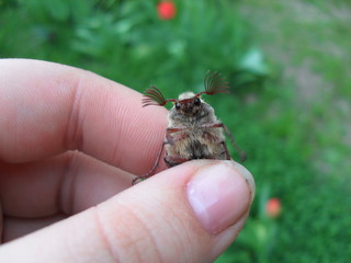 Chafer
