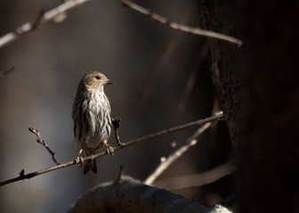 Pine Siskin in profile 