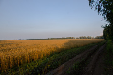 Naklejka premium поле