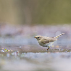 Eurasian wren