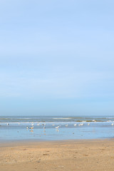 Fototapeta na wymiar Dutch beach at North sea