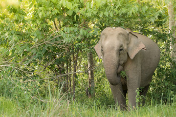 Obraz premium Asiatic Elephant is big five animal in asia