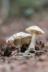 Two white mushroom petals sprouting from the forest floor in North Carolina