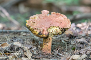 Reddish brown mushroom growing on a North Carolina forest floor