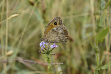 Fototapeta premium Butterfly at park Ayazmoto, Stara Zagora