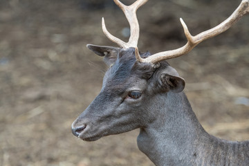 Black deer with antlers side profile at a zoo 