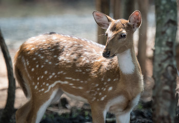 Deer fawn standing and gazing into the distance