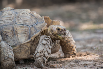 Tortoise chewing grass 