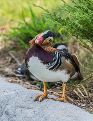 Duck twisting its head when looking at the camera