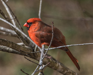 Northern cardinal perched on a barren branch in winter