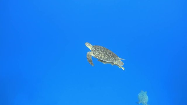 Two green sea turtles swimming in the deep blue sea, 4K UHD video clip