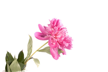 pink summer peony on a white background