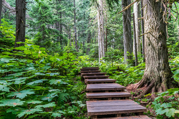 Obraz premium Steps into a forest