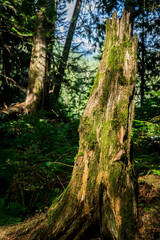 Mossy Stump