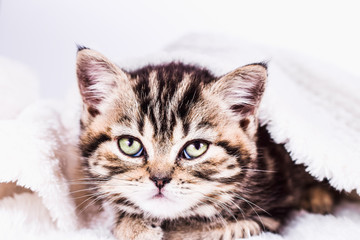 Obraz premium Scottish Straight kitten in a white plaid go to sleep. pet and domestic animal.