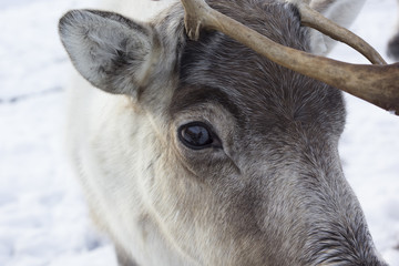 reindeer, Rangifer tarandus, grazing, foraging in the snow on a windy cold winters day on a hill in the cairngorms national park, scotland.
