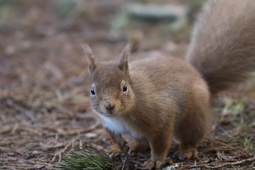 Naklejka na ściany i meble red squirrel, Sciurus vulgaris, wild running, sitting, leaping, in pine trees, ground in winter, cairngorm national park.
