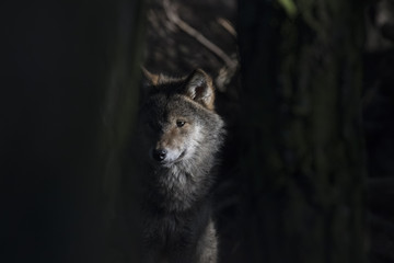 gray wolf, Canis lupus, portrait of head, adult, young.