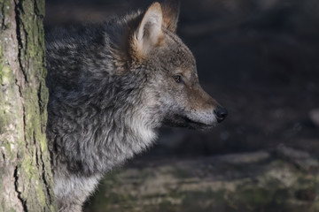 Naklejka na ściany i meble gray wolf, Canis lupus, portrait of head, adult, young.