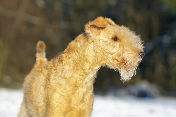 The portrait of a red Lakeland Terrier dog posing outdoors in winter